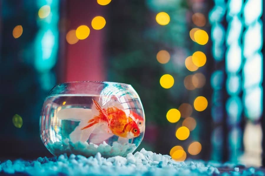 15 Best Smallest Goldfish Breeds AC Aquarium Life