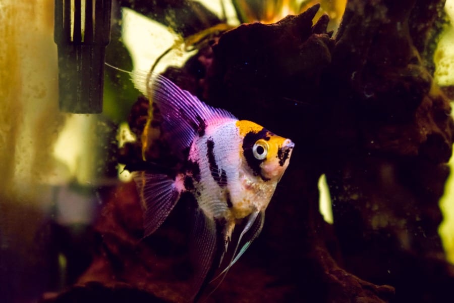Can Angelfish Live with Goldfish Why Separate Them?
