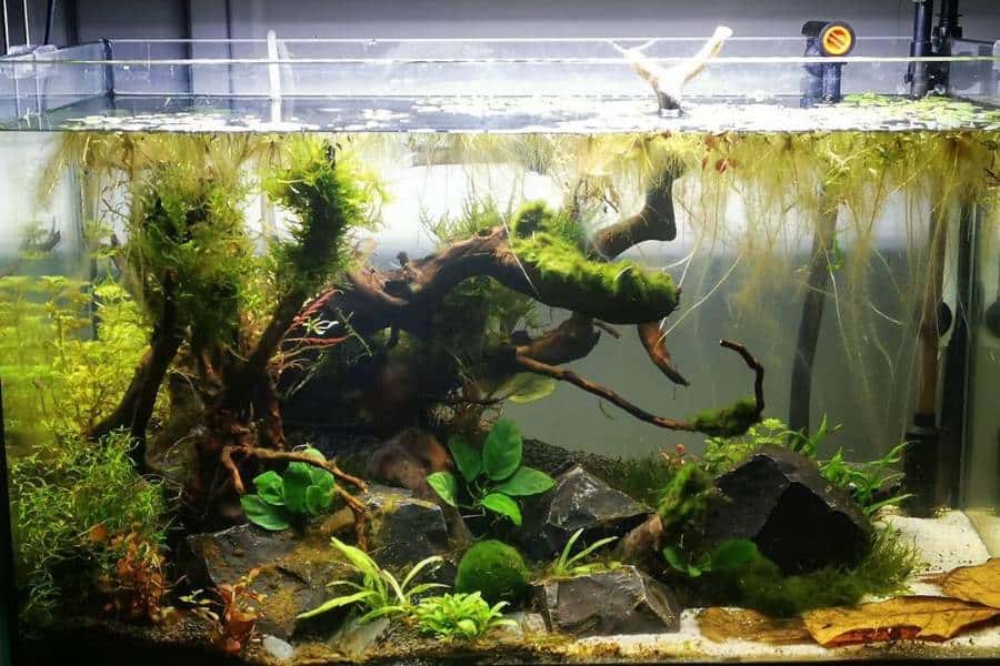 How to Get Rid of Algae in the Fish Tank? AC Aquarium Life