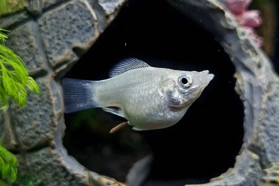 14 Molly Fish Types Colors, Fin & Tail Variants