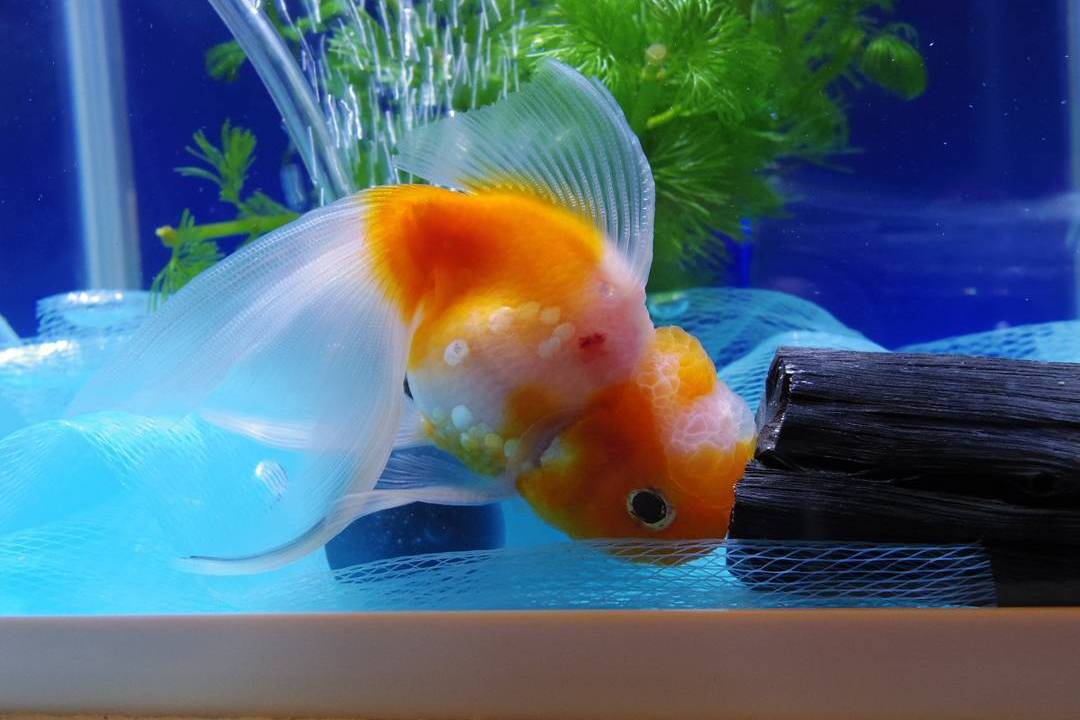 Goldfish with Red Spots Causes and Treatments