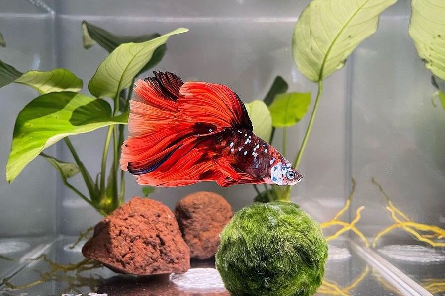 13 Best Plants for Betta Fish Tanks AC Aquarium Life