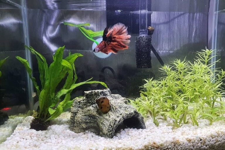 Can Snails Live with Bettas? (Yes & Top 5 Species)