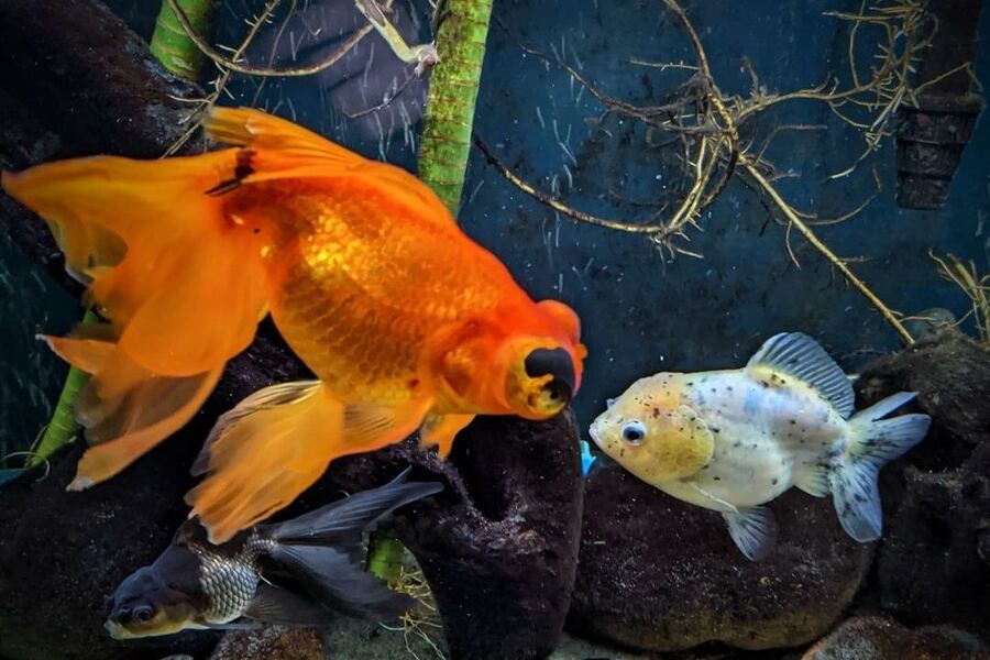 Goldfish Turning Black 5 Causes & Treatment