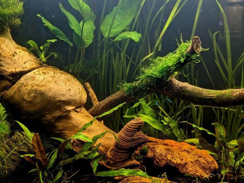 Java Moss The Easy Low Light Carpet Plant