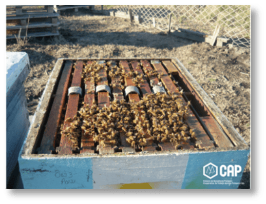 New Organic Treatment for Varroa Mite, Aluen Cap, Arrives to The