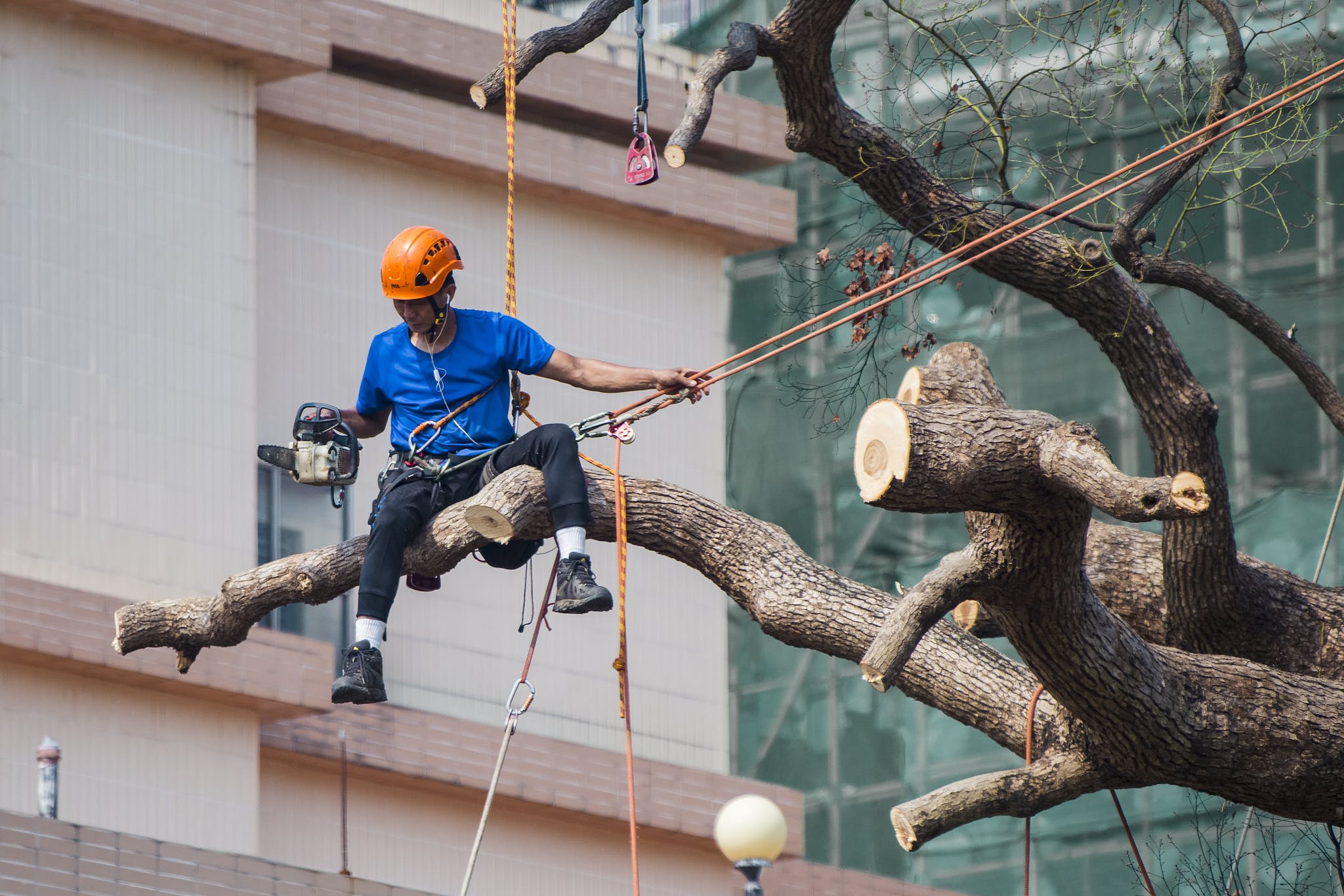 Arborist Vs. Climbing Rope Discover the Differences