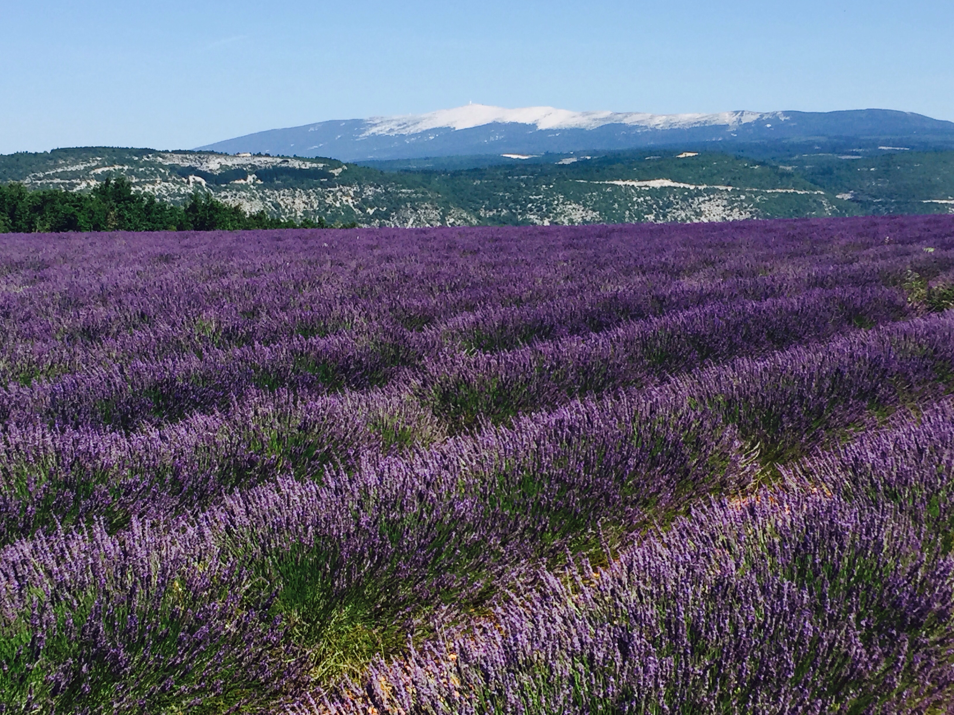 The Lavender is at its best & Mont Ventoux in Provence