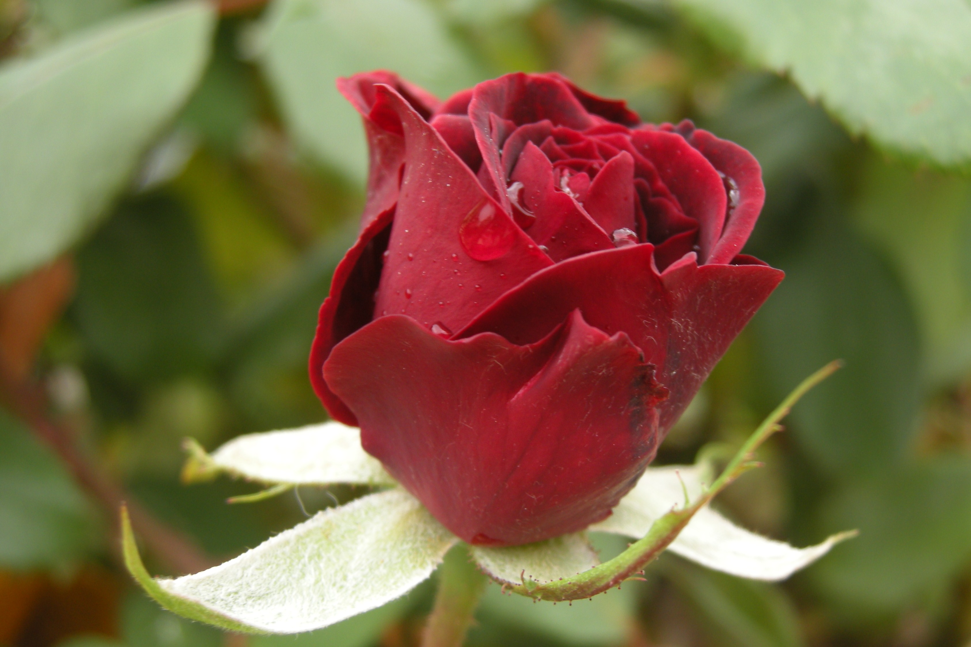 Quid sit futurum cras, fuge quaerere! Carpe diem Stefano Accossano