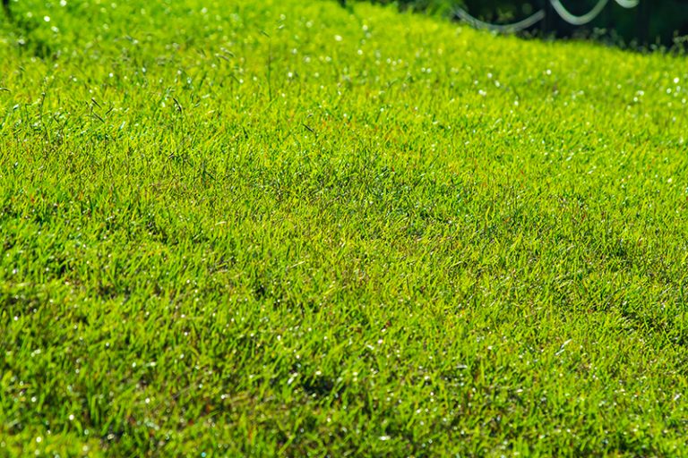 How To Grow Grass on Slopes Accurate Lawn Leveling