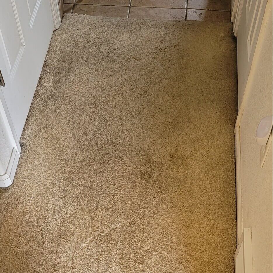 Carpet Cleaning in Windsor, CO Ace ChemDry Cleaning