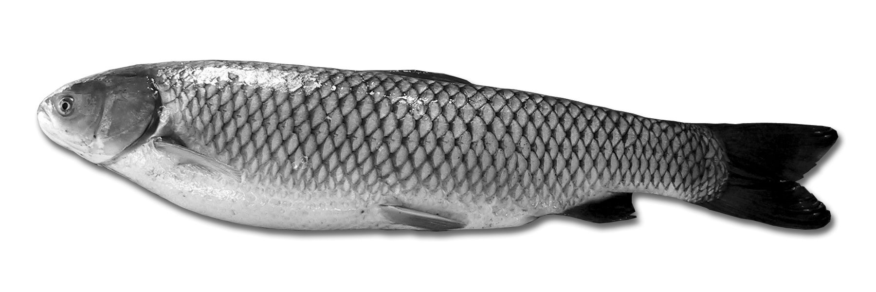 Using Grass Carp to Control Weeds in Alabama Ponds Alabama
