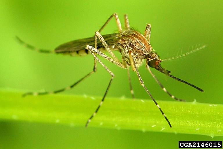 Release of Modified Male Mosquitoes Alabama Cooperative