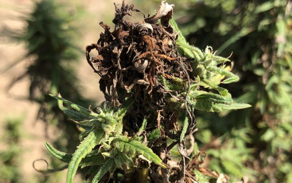 Corn Earworm in Hemp Alabama Cooperative Extension System