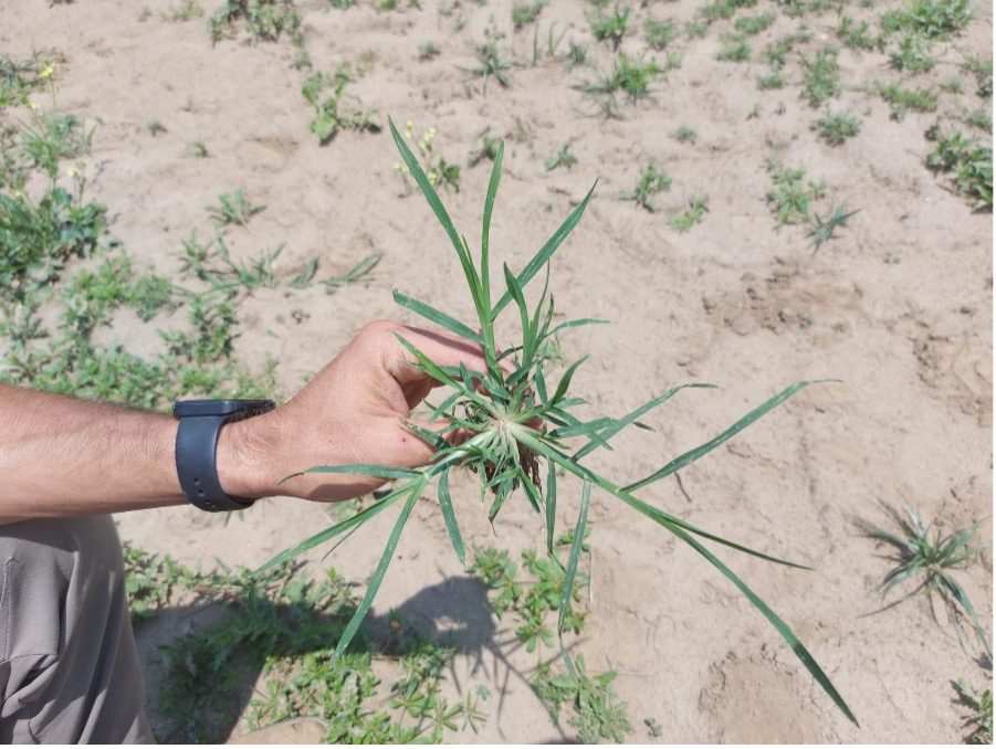 Growing Organic Vegetables in Alabama Know Your Weeds Alabama