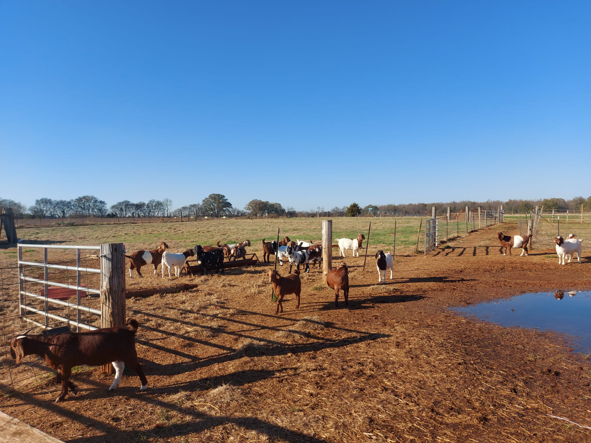 Vitamin B1 For Goats