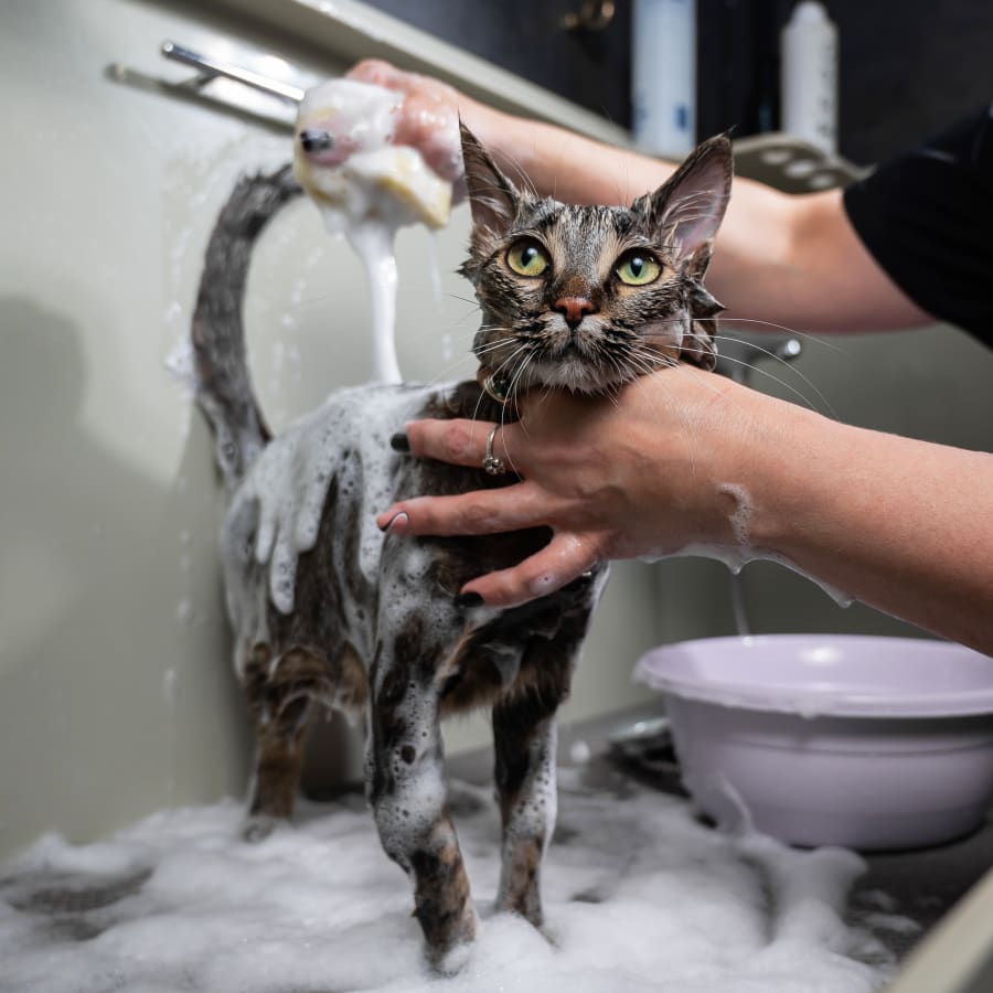 Pet Grooming & Bathing in Stuart Dog & Cat Grooming