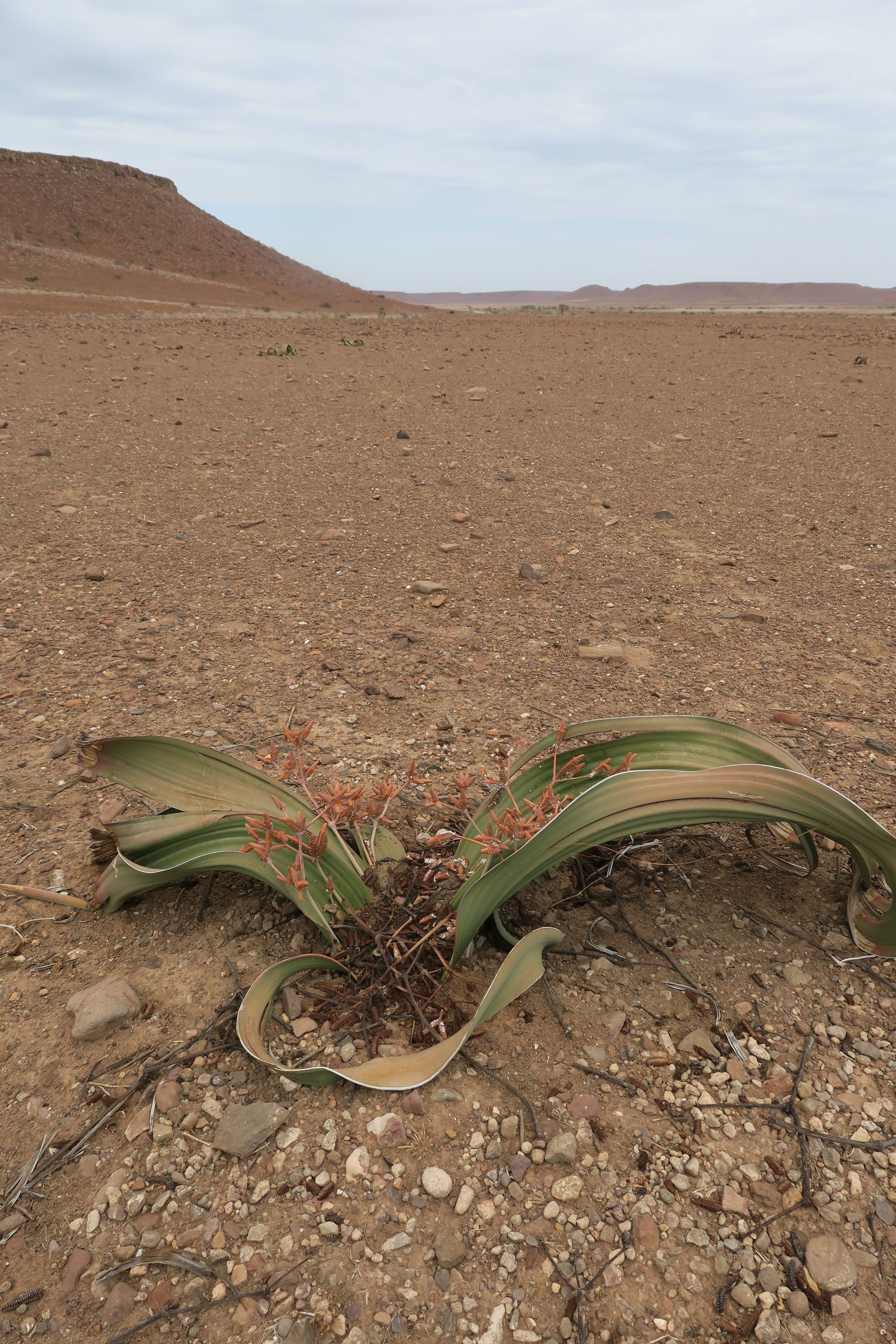 welwitschia. Aceytuno