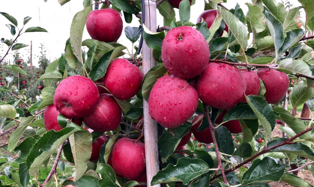 AC Goatham Orchards Growing Great British fruit AC Goatham