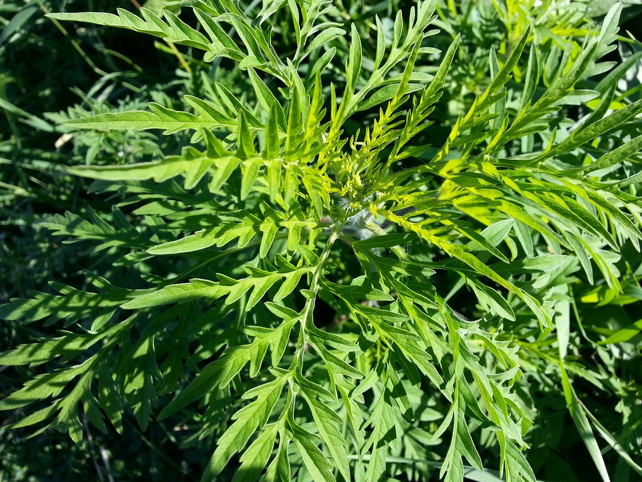How to Reduce Ragweed Allergy Symptoms Achoo! Blog