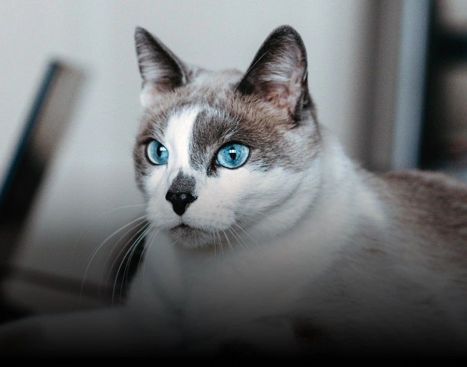 Safe Toothpaste for Dogs &amp; Cats Guide