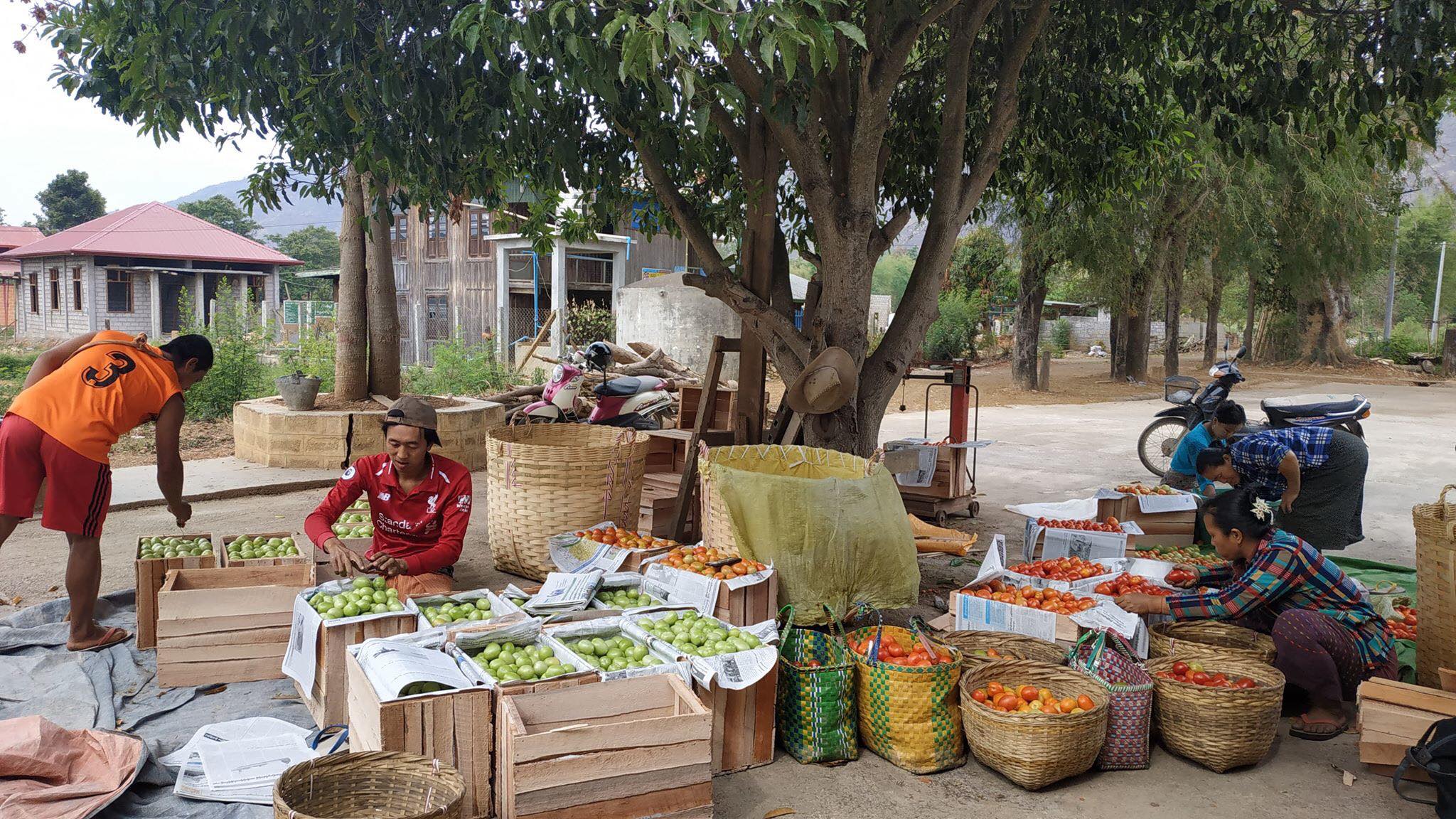 New safe vegetable supply chain in Myanmar ACIAR Australian Centre