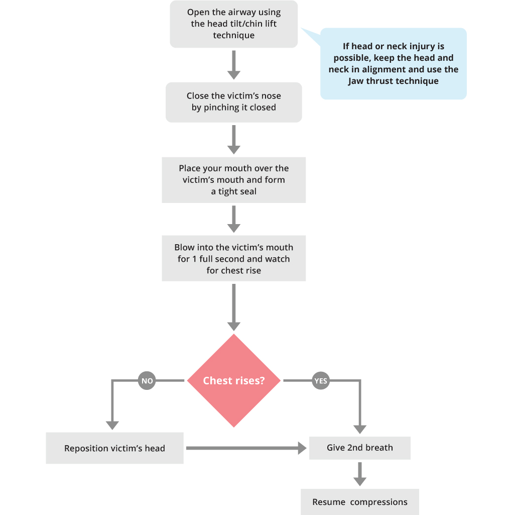 BLS Rescue Breathing Adult or Child Algorithm ACLS Medical Training