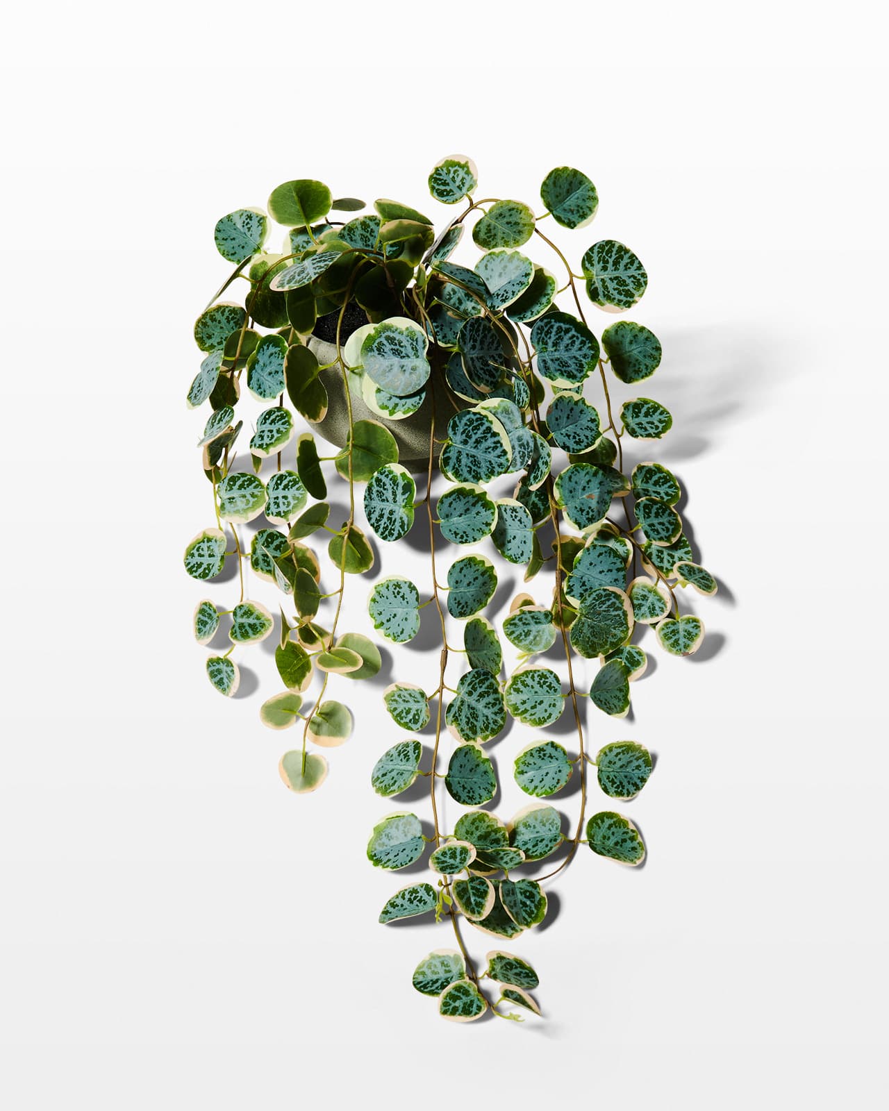 FP043 Rawling Potted Faux Eucalyptus Plant Prop Rental ACME Brooklyn