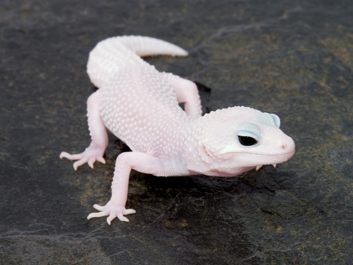 What is this type of Leopard Gecko called ? Please click
