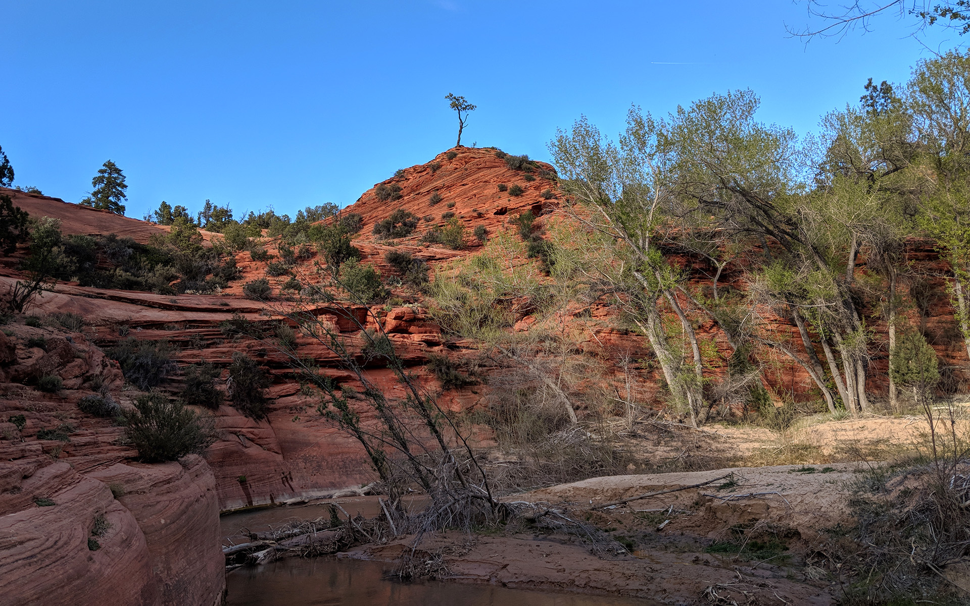 Proud Bonsai Across Utah!