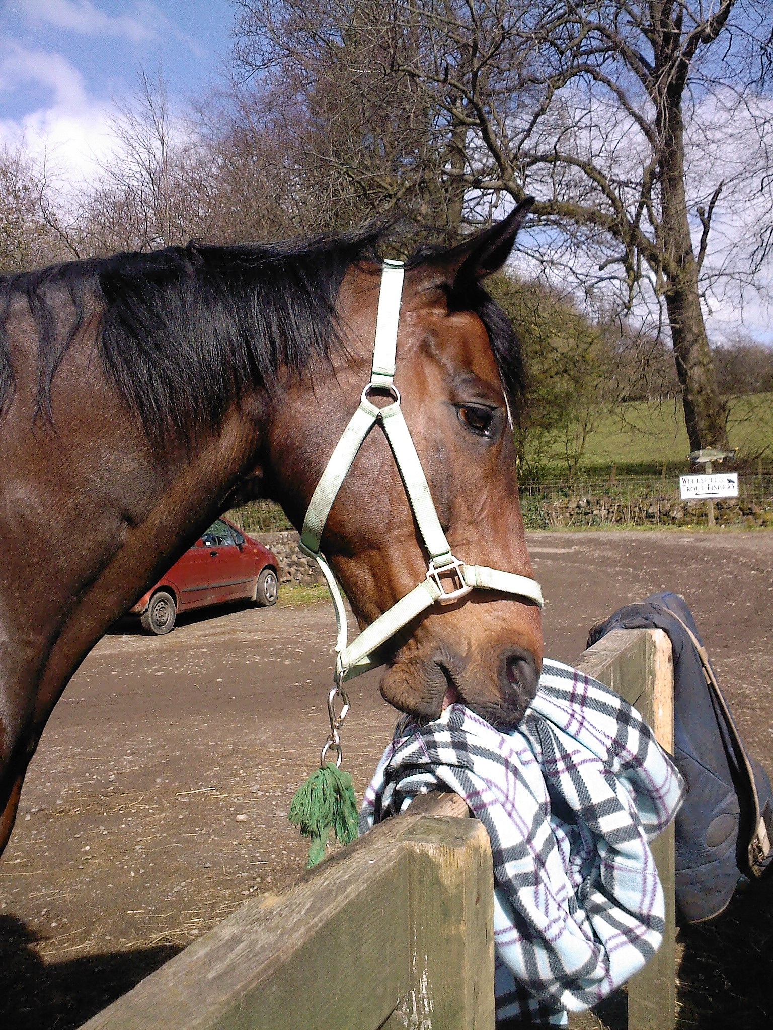 Horse Management Online Certificate Course