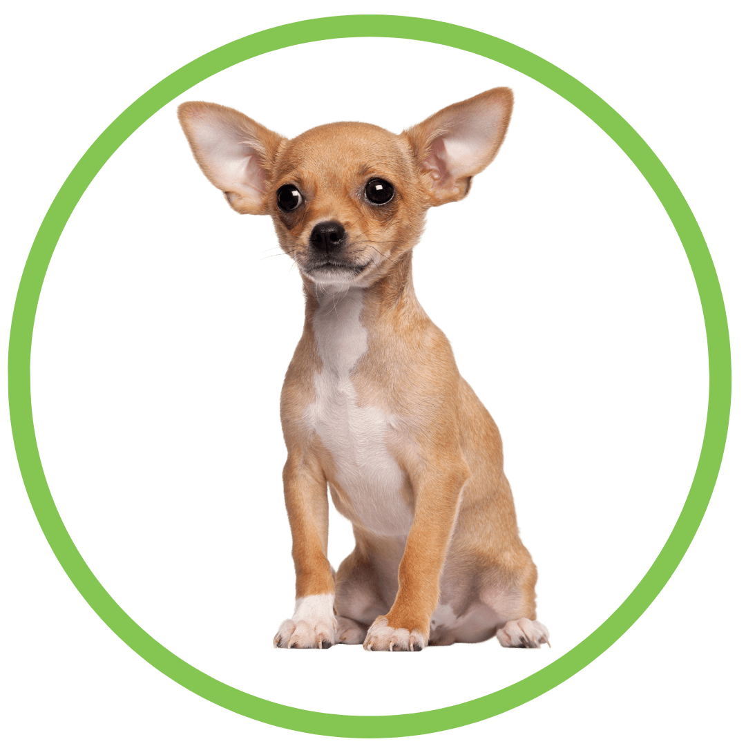 Can Dogs Sense Burglars