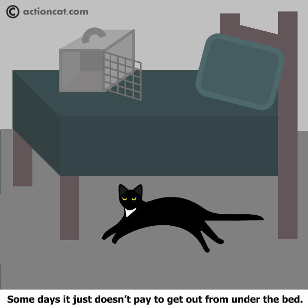 Action Cat Occasions