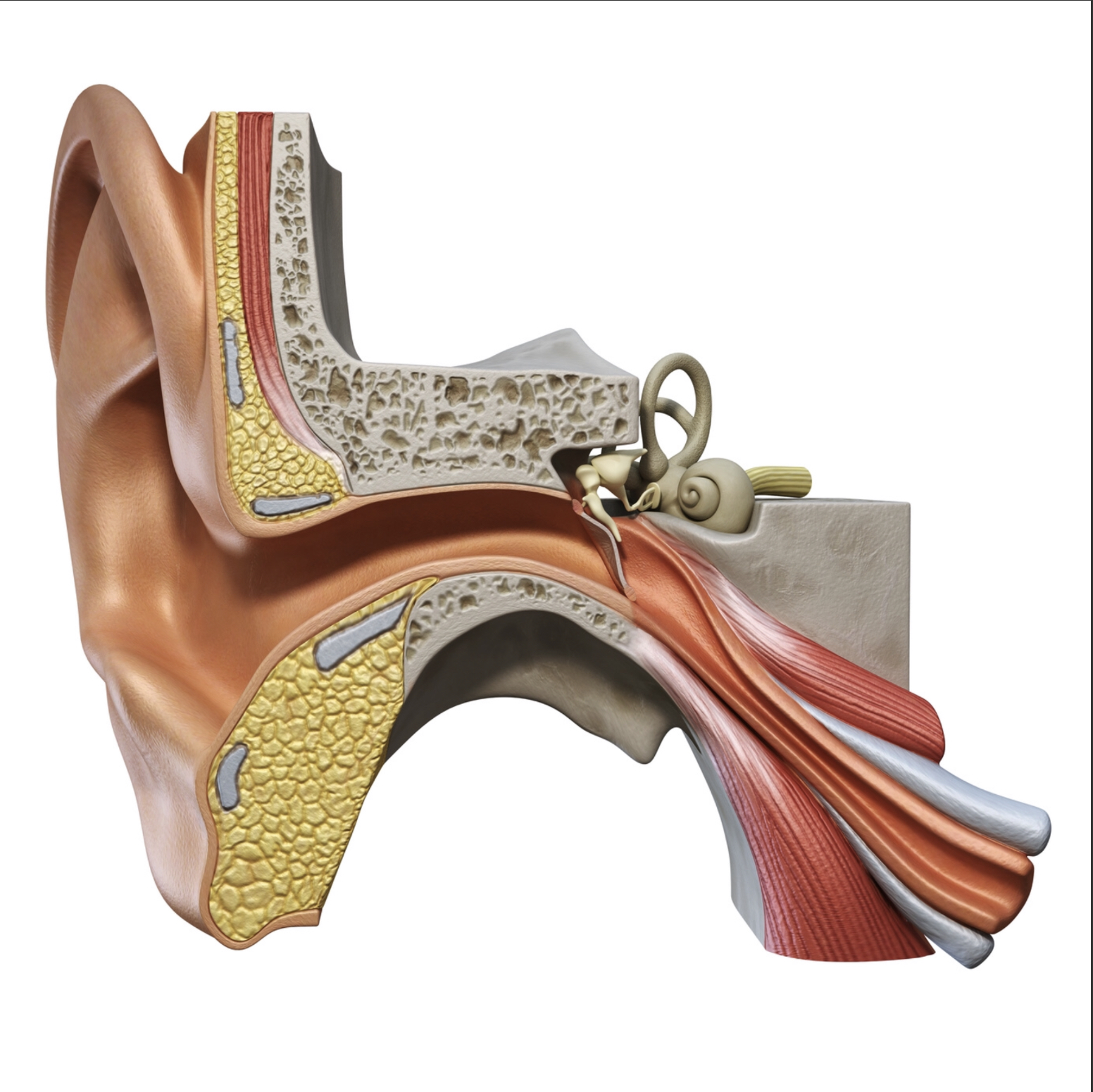 Hearing Loss Due To Defective Earplugs Action Legal Group