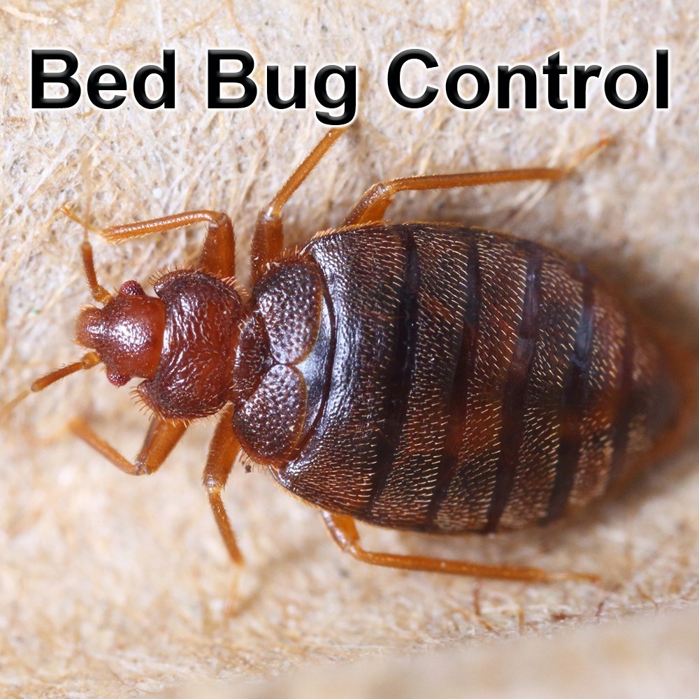 Bed Bug Control for NJ, NY, Philly