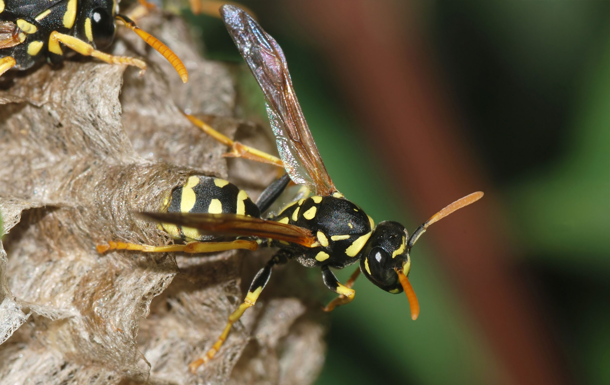 Yellow Jacket Action Pest Services