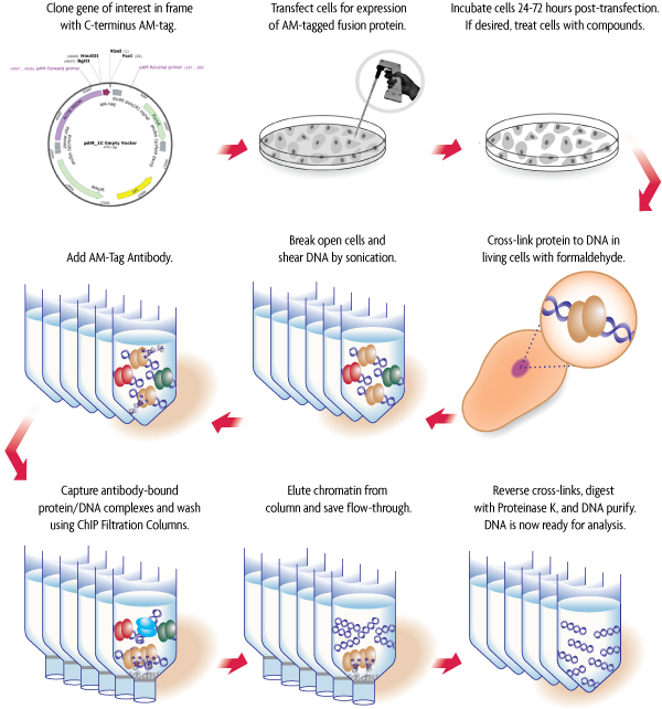 TagChIPIT (Transcription Factor ChIP without antibodies)