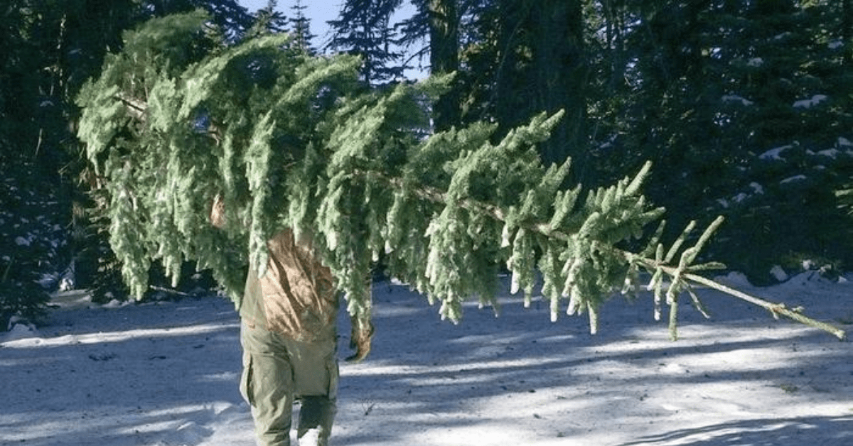 A Guide to Cutting Down Your Own Christmas Tree in the Northern