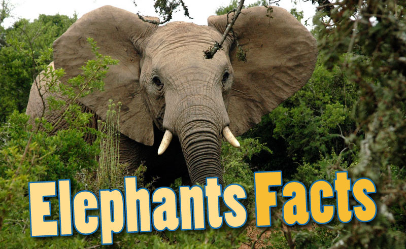 10 extraordinary facts about elephant trunks