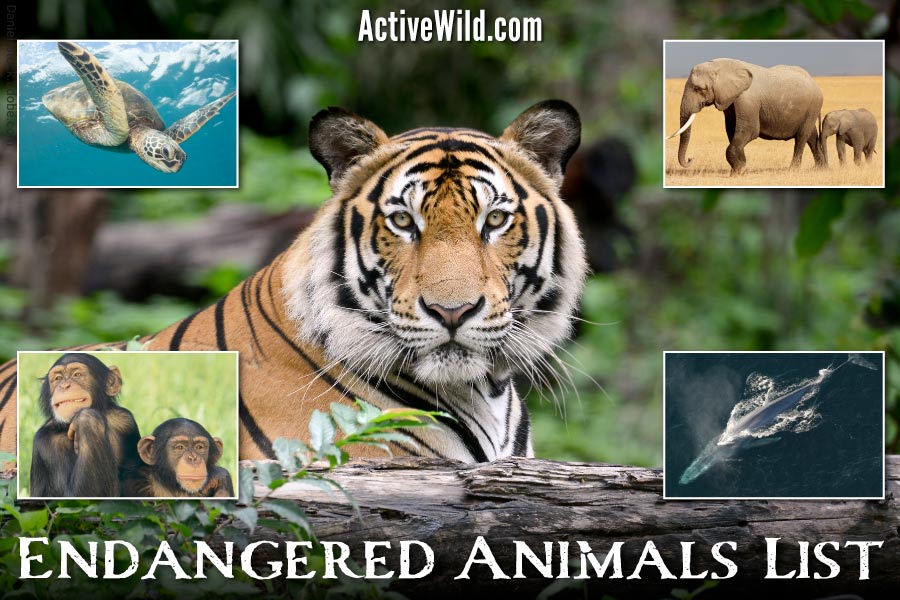 Active Wild Wildlife & Science News, Facts & Info For Kids & Adults