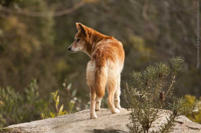 Australian Animals List, With Pictures, Facts & Information.