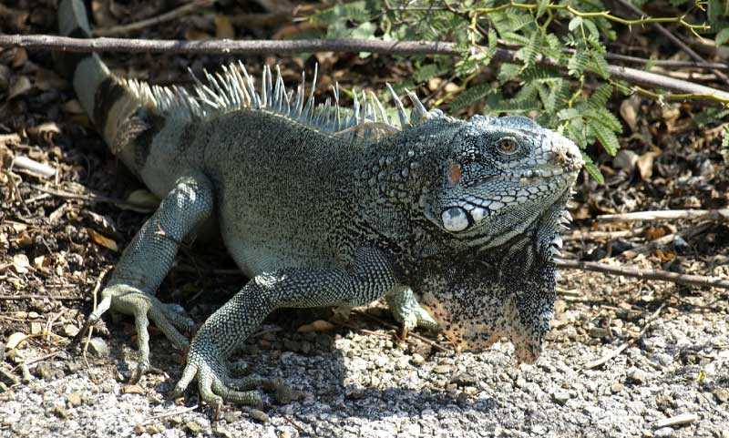 Facts About Iguanas Information, Pictures & Video (2022)
