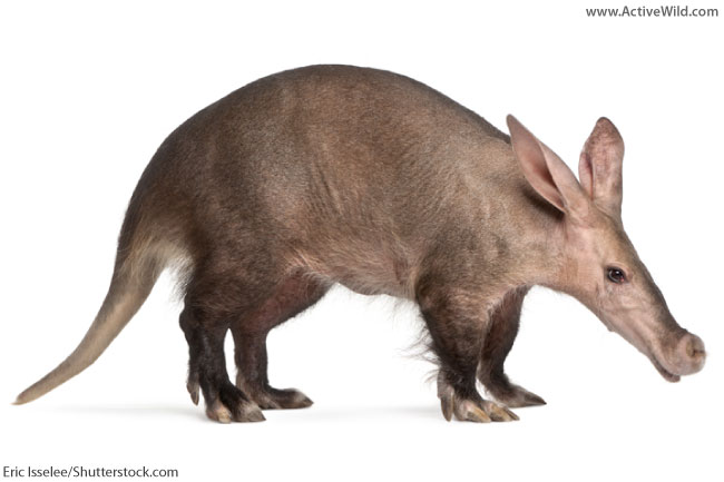 African Animals List, With Pictures, Facts, Information & Worksheet