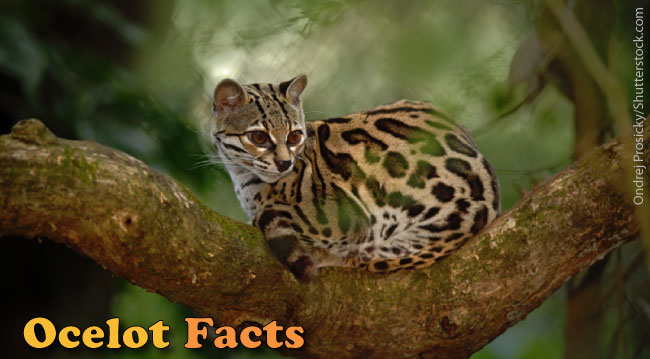 Ocelot Facts For Kids Information, Pictures & Video.