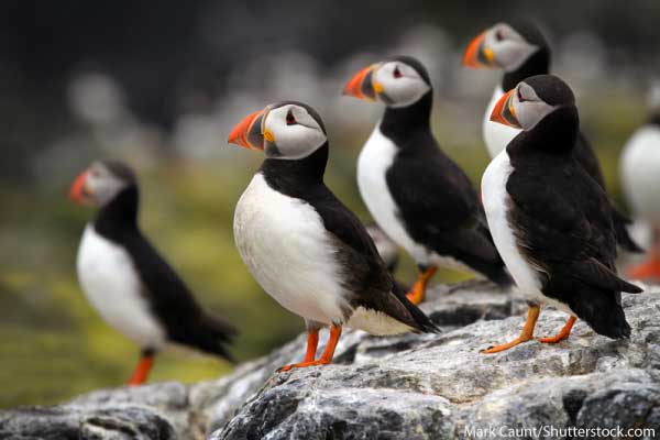 Arctic Animals List With Pictures, Facts & Information