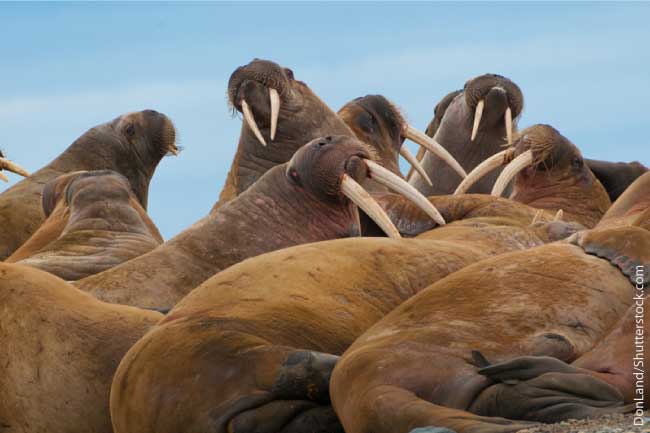 Walrus Facts For Kids Information, Pictures, Video & More