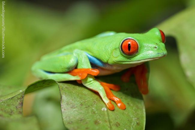 Red Eyed Tree Frog Facts For Kids Information, Pics & Video