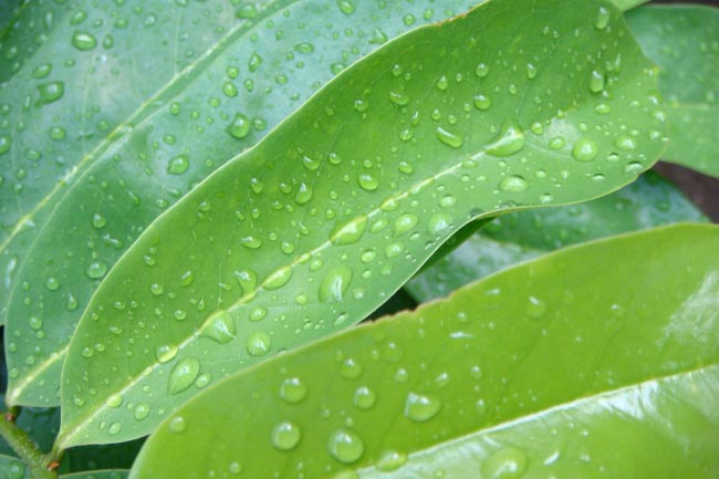 Facts About The Amazon Rainforest The Ultimate Guide