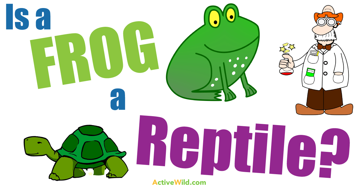 Is a Frog a Reptile? The Definitive Amphibian Vs Reptile Facts
