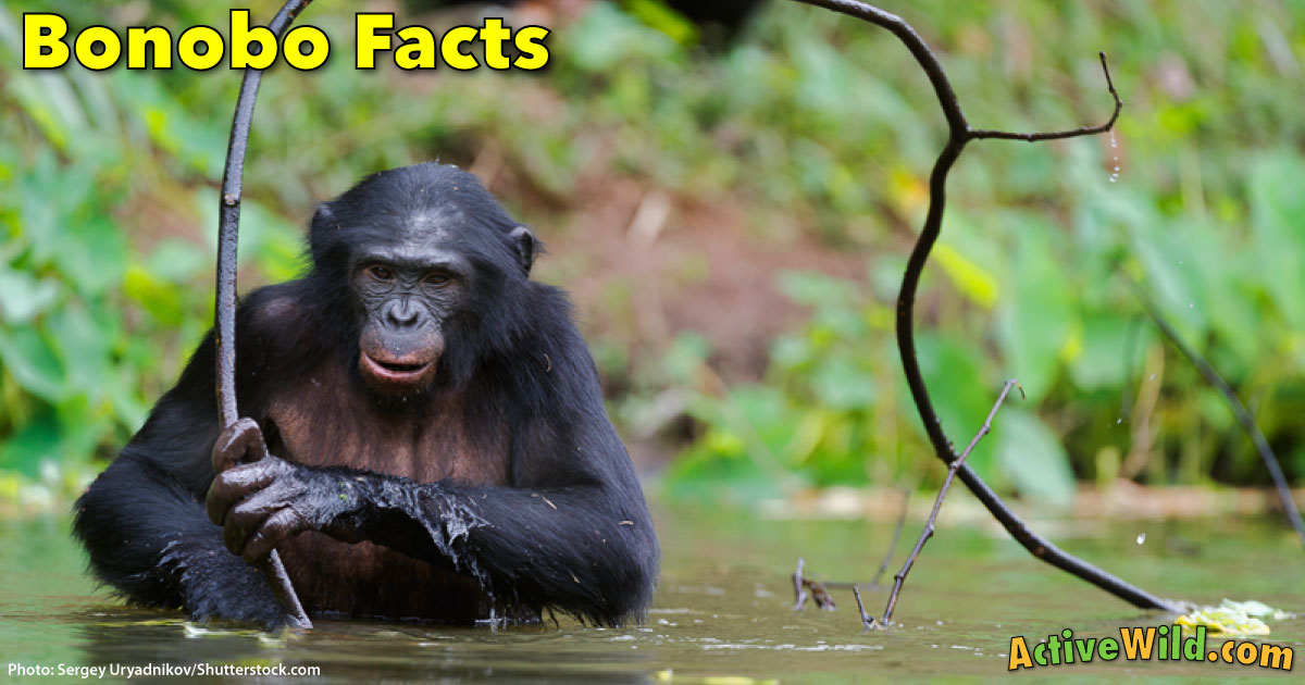 Bonobo Information, Facts, Pictures & Video. Meet Man's Closest Relative